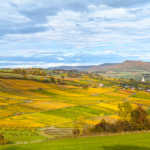 Photo walk - Autumn tints in the vineyards at Hallau