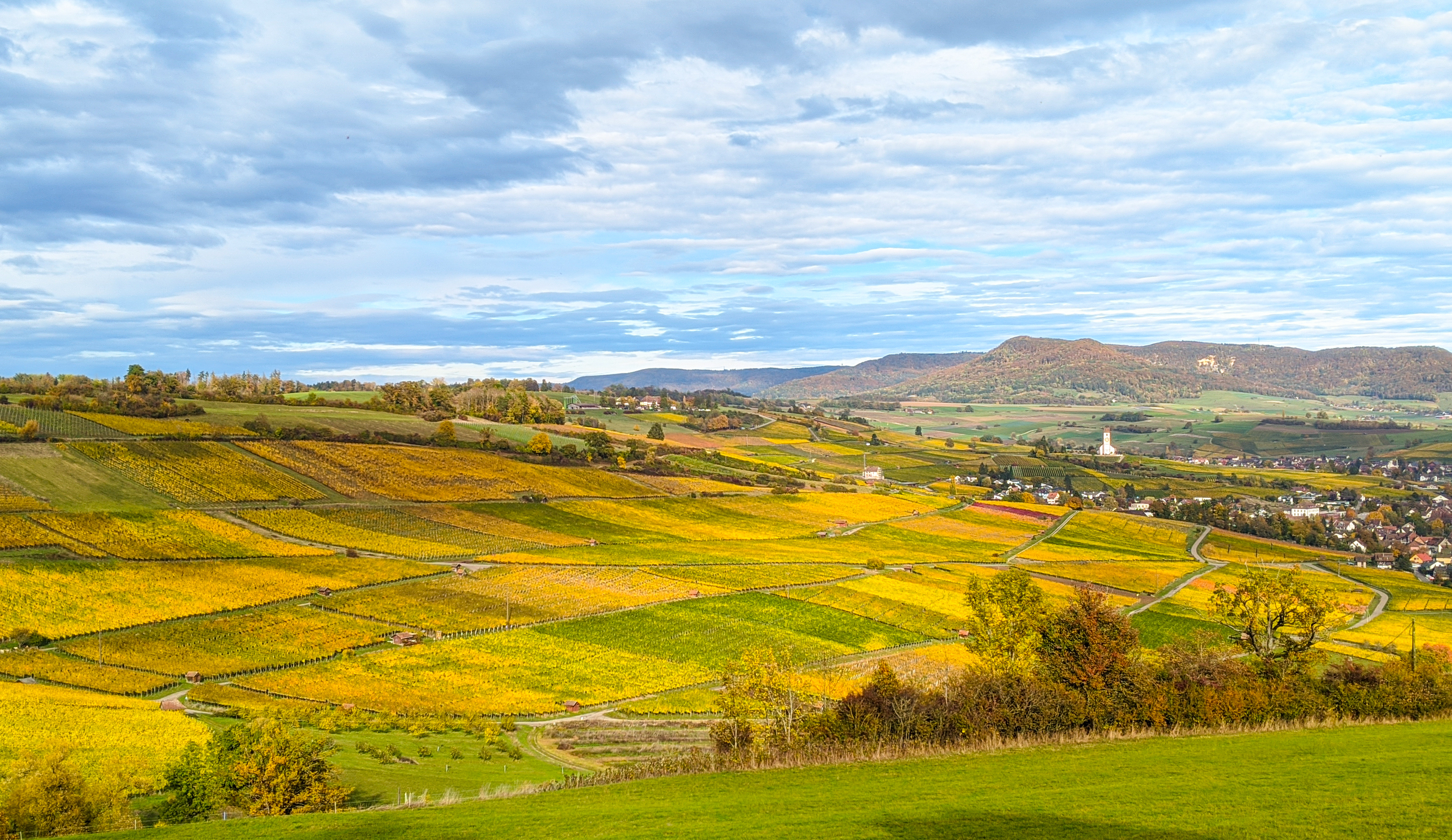 Photo walk - Autumn tints in the vineyards at Hallau